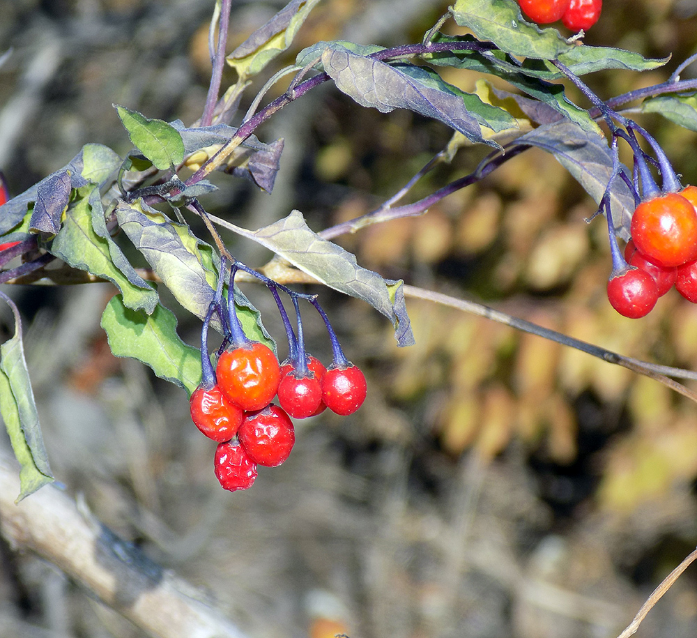 Изображение особи Solanum persicum.