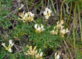 Astragalus albicaulis. Верхушки побегов с соцветиями. Воронежская обл., Лискинский р-н, музей-заповедник \"Дивногорье\", меловой склон. 01.06.2019.