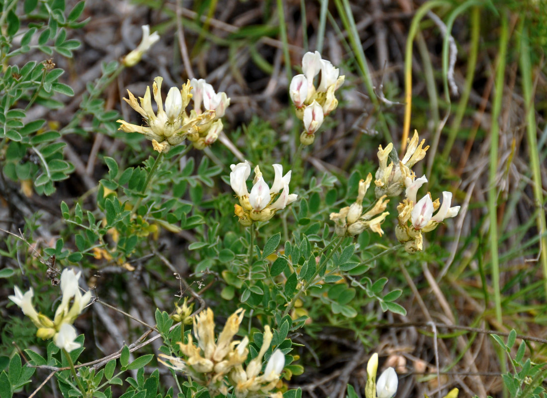 Image of Astragalus albicaulis specimen.