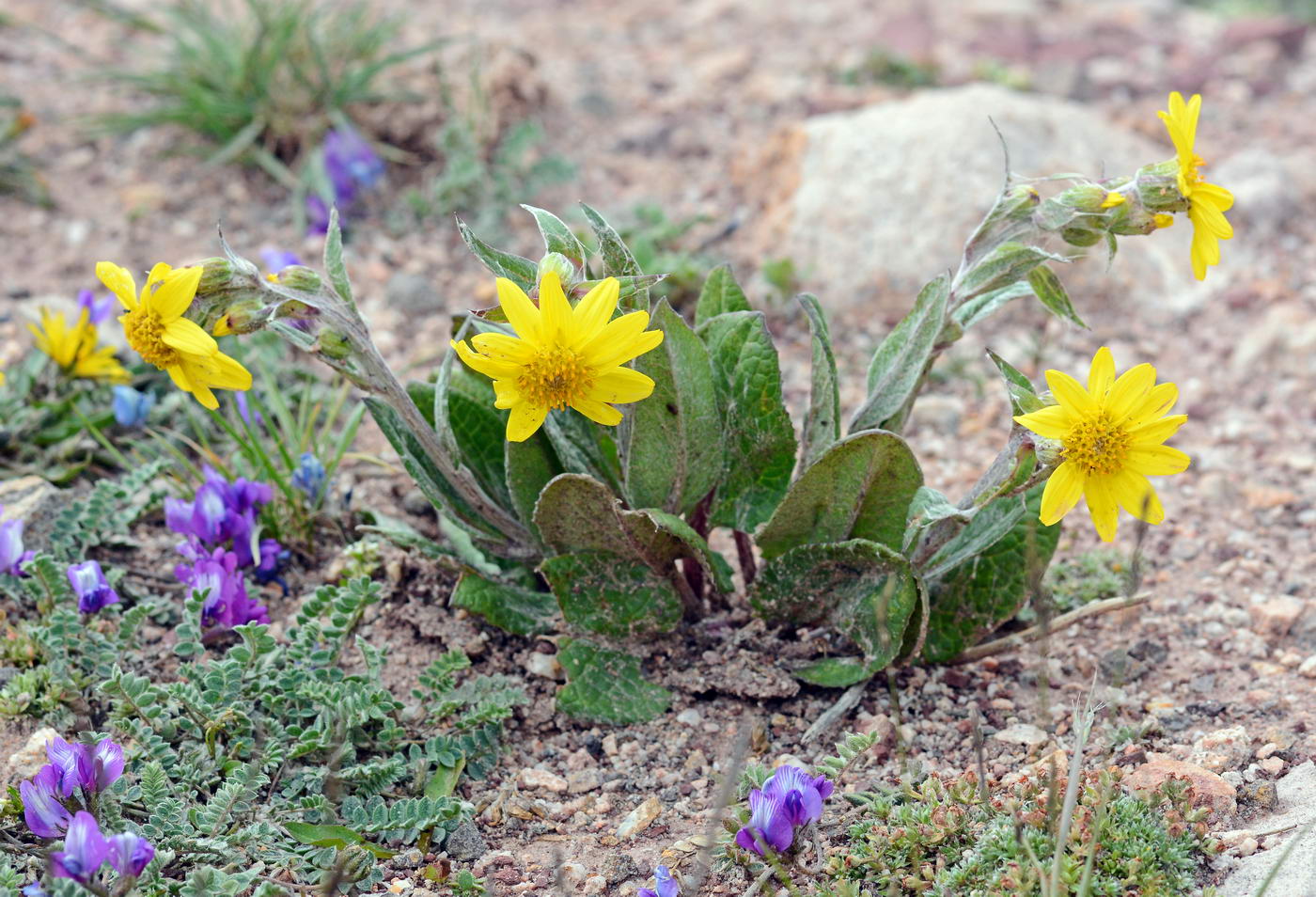 Image of Ligularia narynensis specimen.