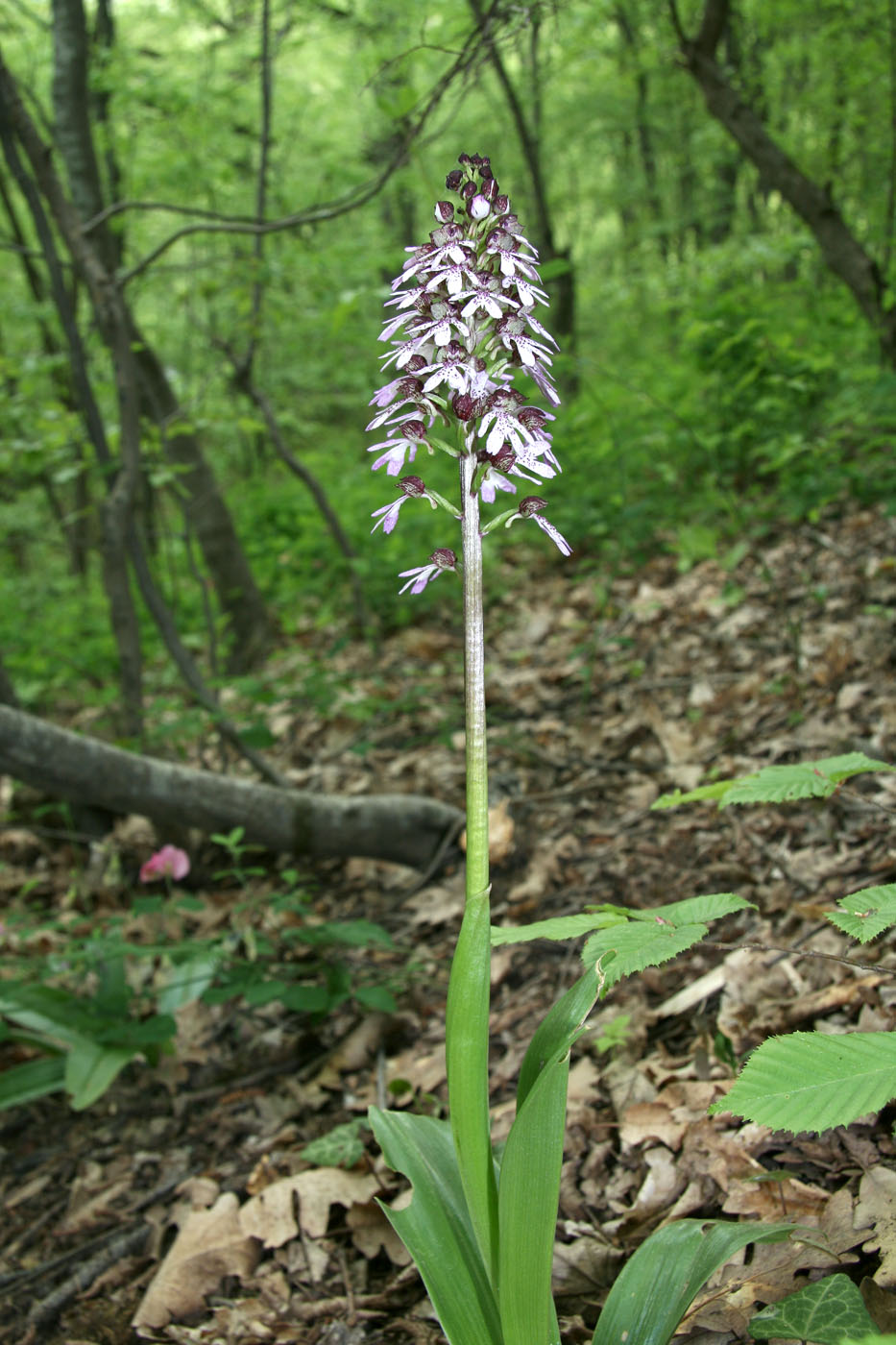 Изображение особи Orchis purpurea.