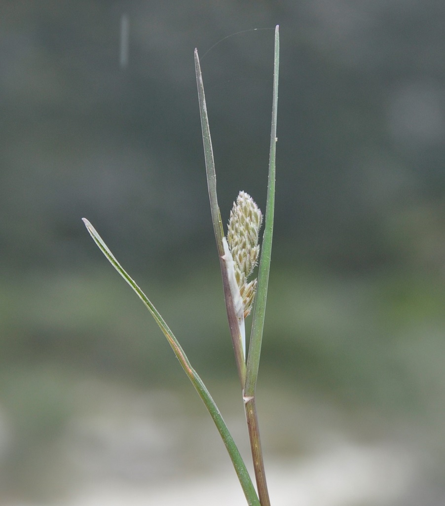 Изображение особи Dactylis hispanica.