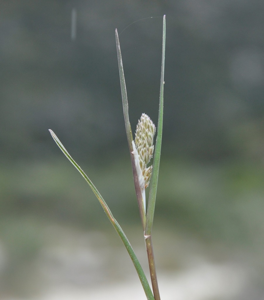 Image of Dactylis hispanica specimen.