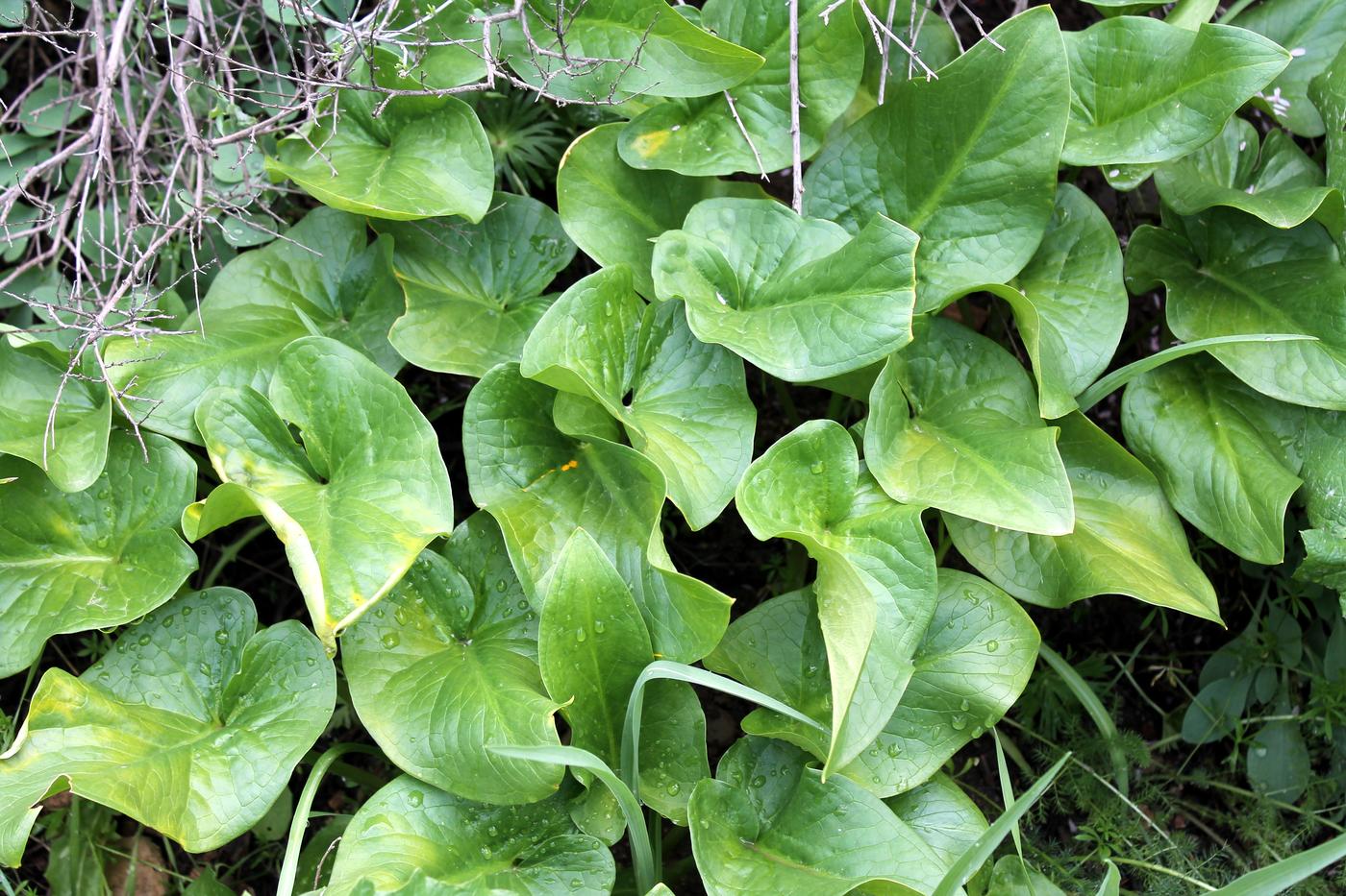 Image of Arum korolkowii specimen.