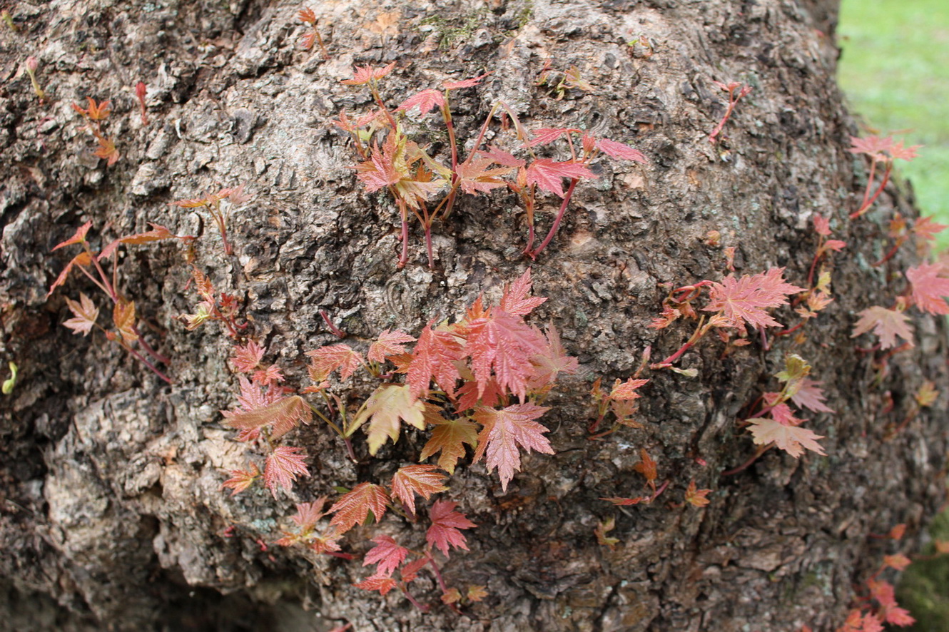 Image of Acer saccharinum specimen.