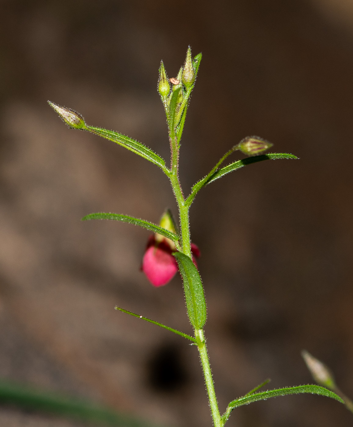 Изображение особи Hermannia modesta.