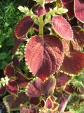 Coleus scutellarioides. Часть побега. Крым, Симферополь, клумба. 27 октября 2009 г.
