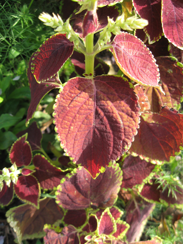 Изображение особи Coleus scutellarioides.