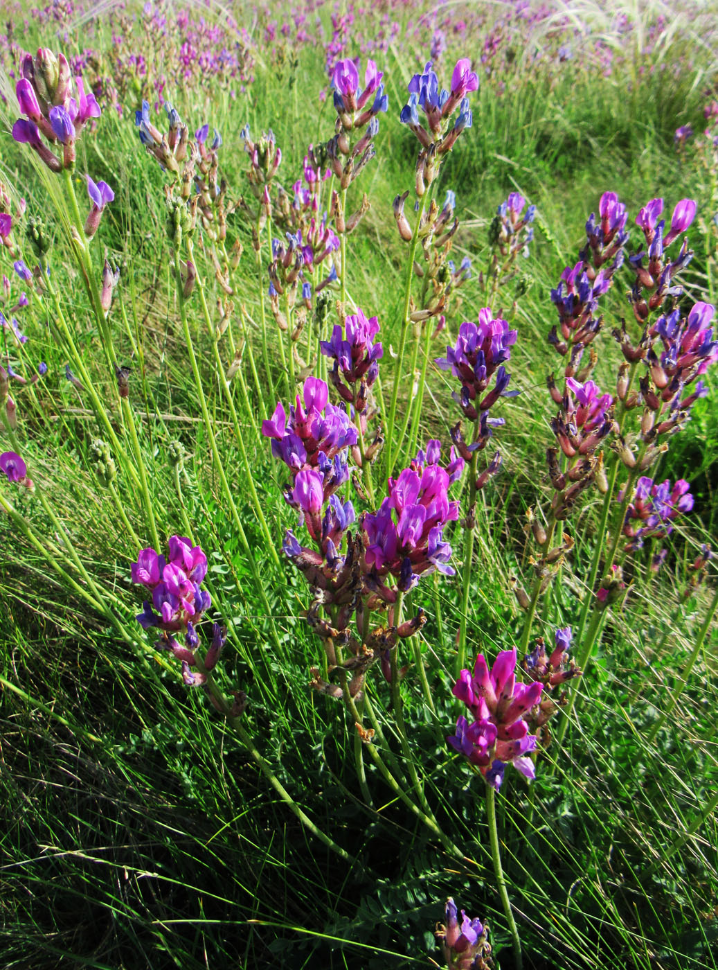 Изображение особи Oxytropis songarica.