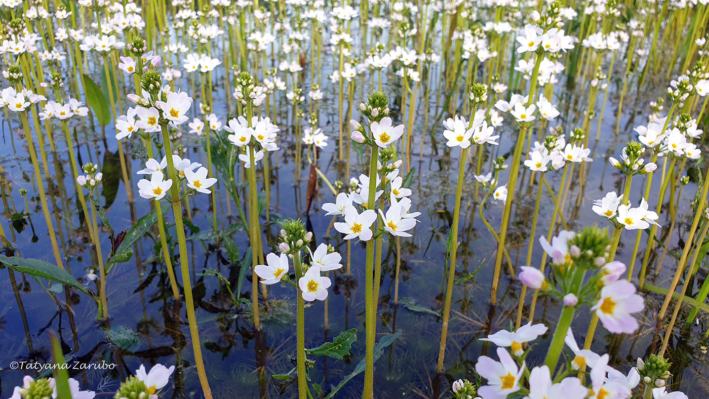 Изображение особи Hottonia palustris.