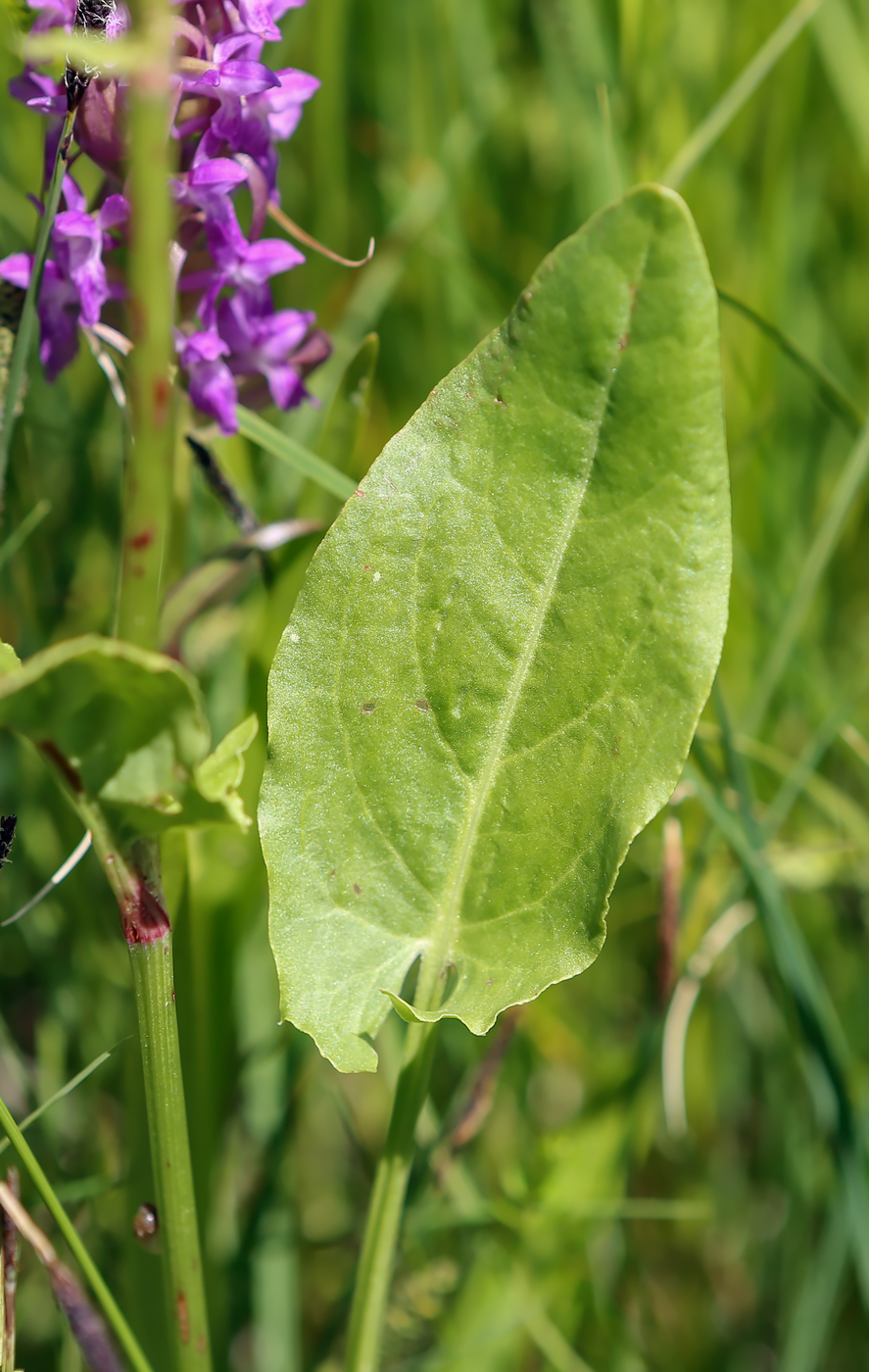 Image of Rumex acetosa specimen.