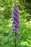 Dactylorhiza fuchsii