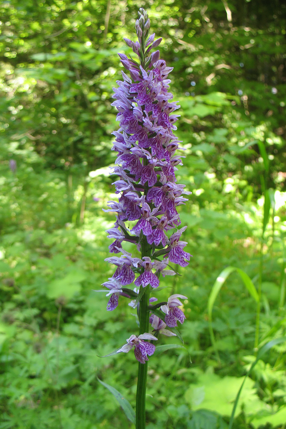 Image of Dactylorhiza fuchsii specimen.