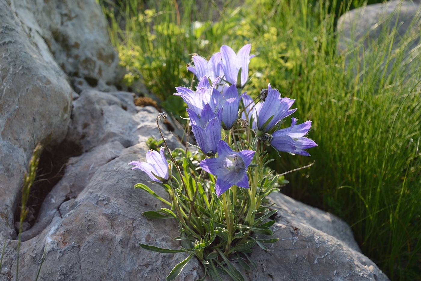 Image of Campanula aucheri specimen.