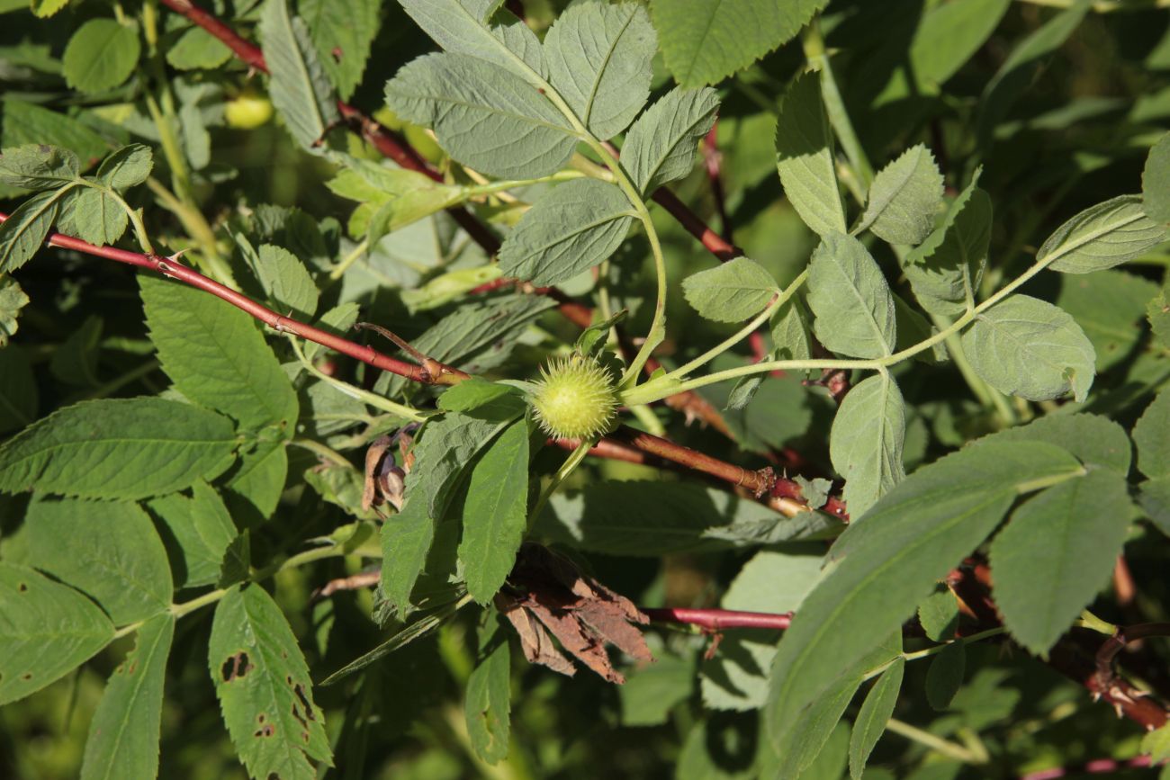 Image of Rosa cinnamomea specimen.