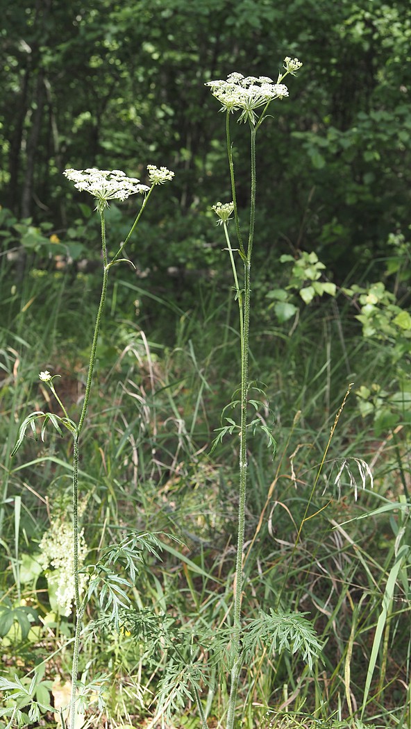 Image of Laserpitium prutenicum specimen.