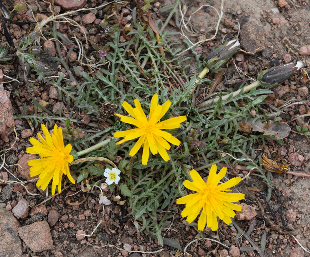 Изображение особи Taraxacum brevirostre.