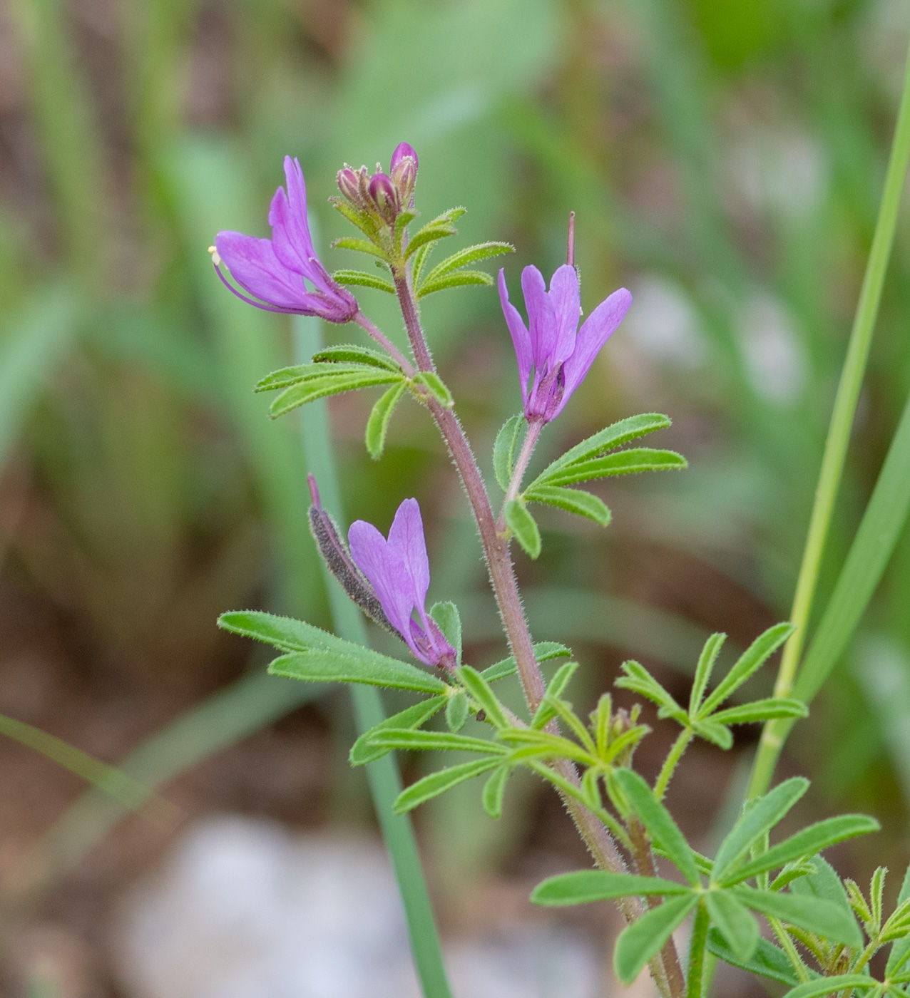 Image of Cleome rubella specimen.
