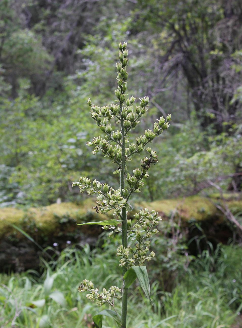 Изображение особи Veratrum lobelianum.