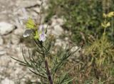 Salvia scabiosifolia. Верхушка цветущего побега. Крым, г. Симферополь, окр. мкр-на Пневматика; склон куэсты, каменистая осыпь. 02.09.2020.