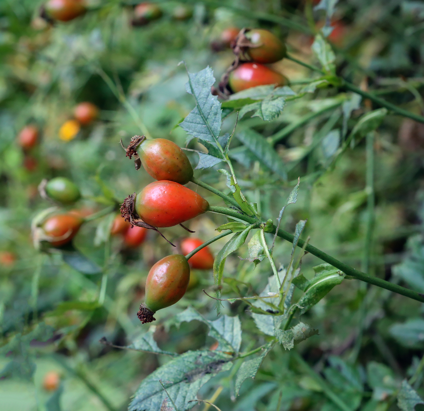 Image of genus Rosa specimen.