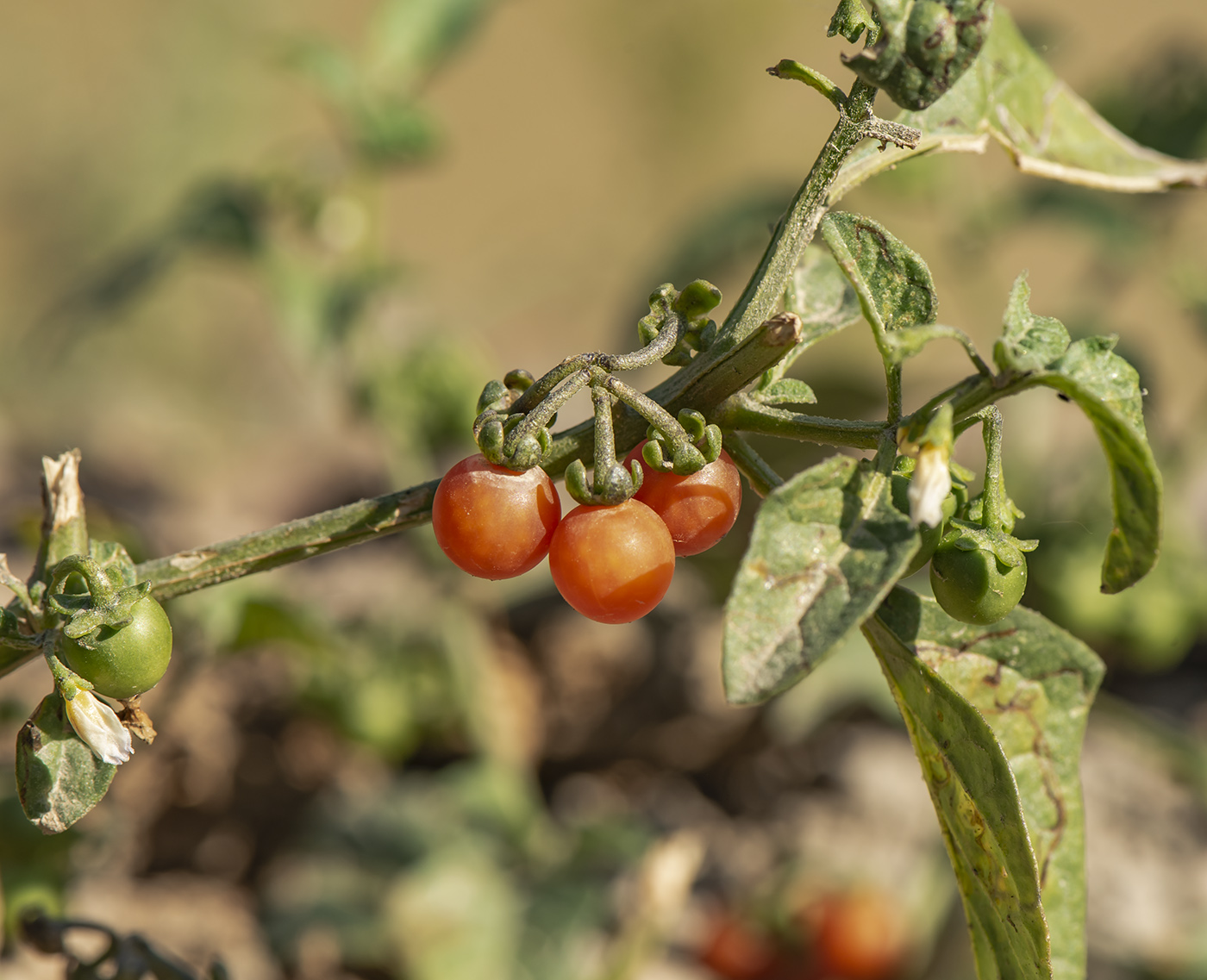 Изображение особи Solanum olgae.