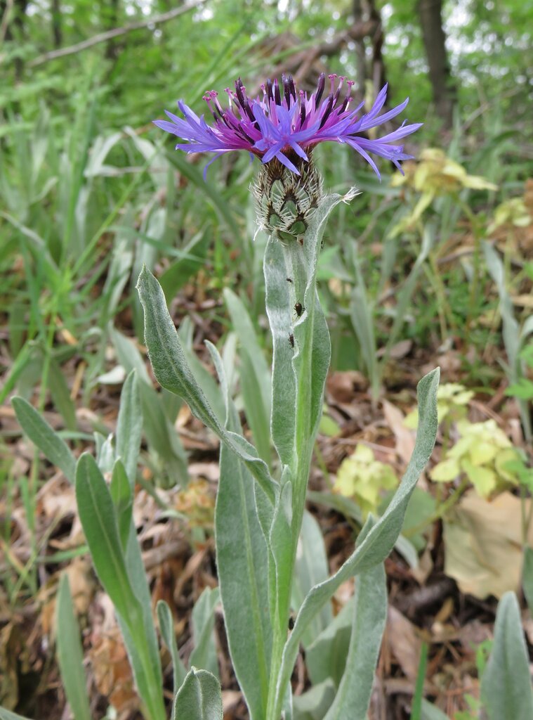 Изображение особи Centaurea pichleri.