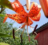 Lilium lancifolium