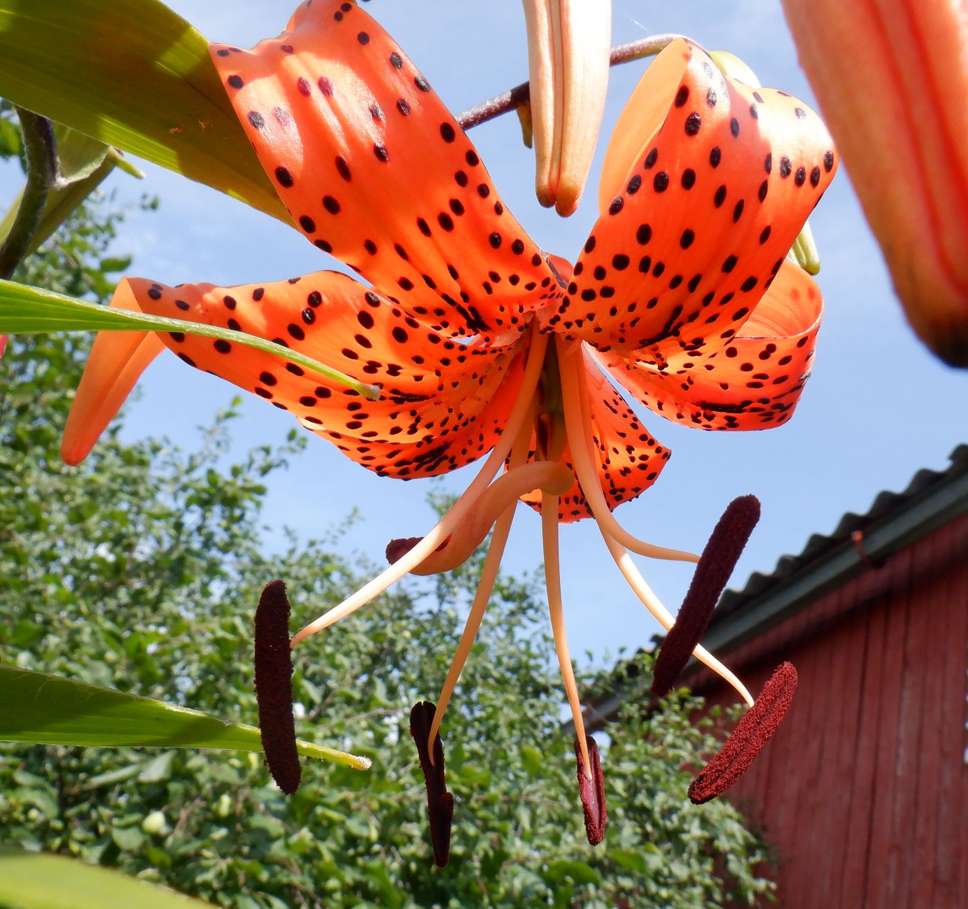 Image of Lilium lancifolium specimen.