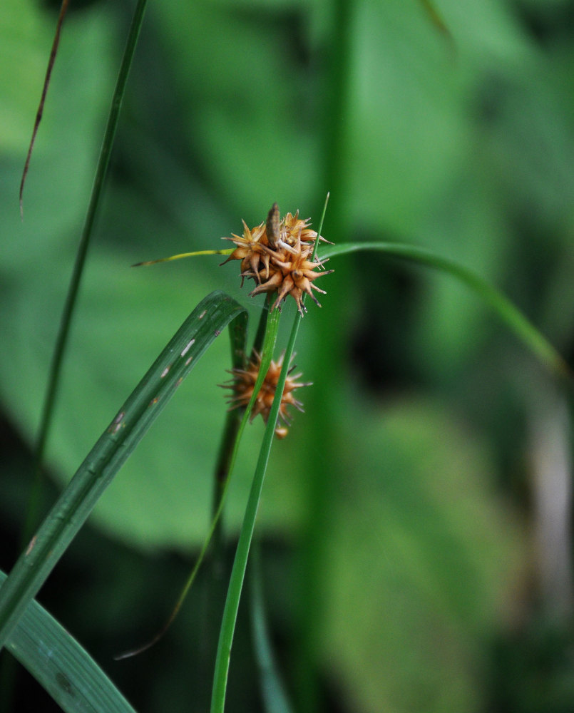 Изображение особи Carex flava.