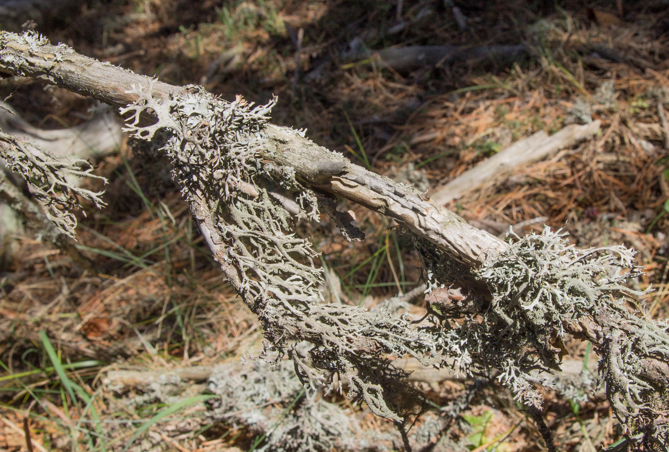 Image of Pseudevernia furfuracea specimen.