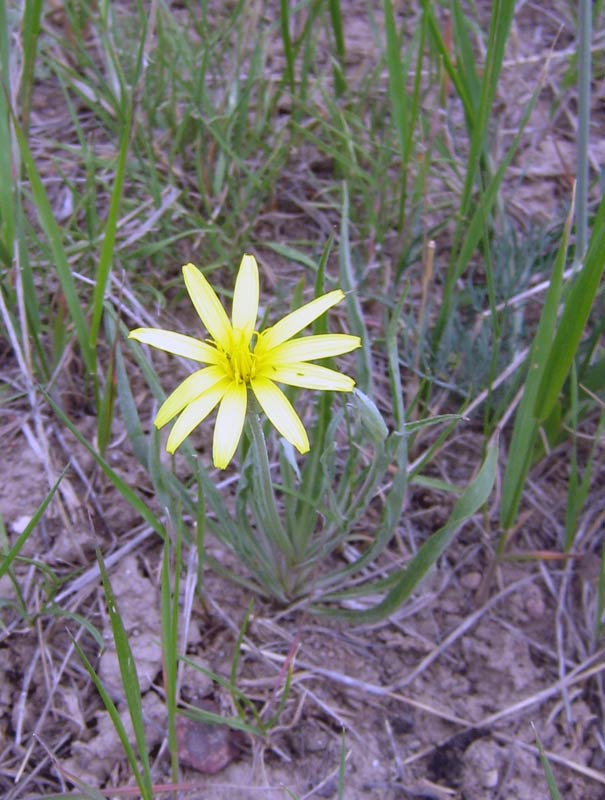 Image of genus Scorzonera specimen.