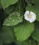 Calystegia sepium