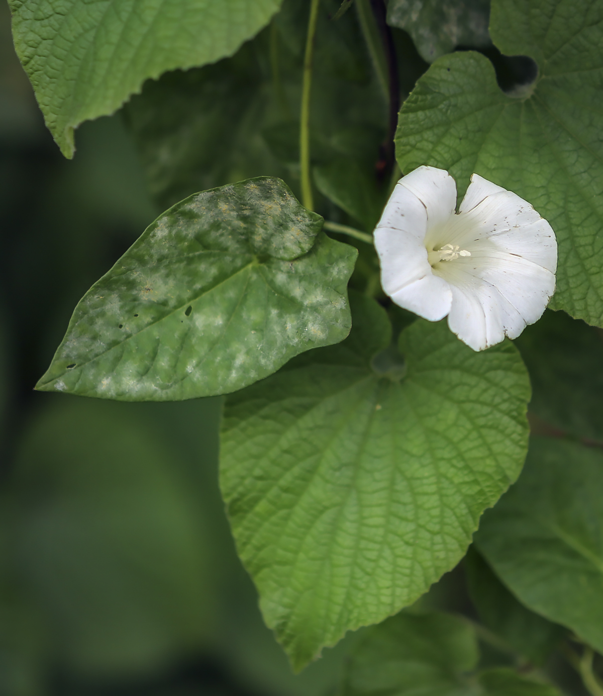 Изображение особи Calystegia sepium.