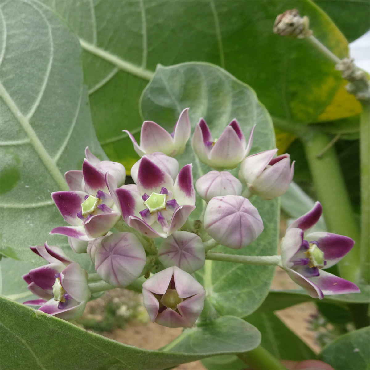 Image of Calotropis procera specimen.