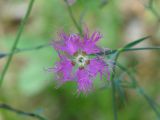 Dianthus superbus. Цветок. Иркутская обл., Иркутский р-н, ур. Падь Еловая, смешанный лес. 20.07.2020.