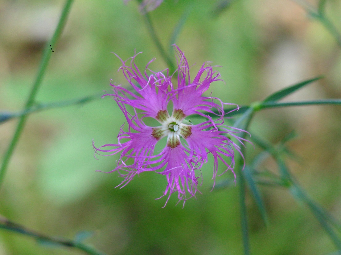 Image of Dianthus superbus specimen.