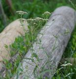 Achillea millefolium