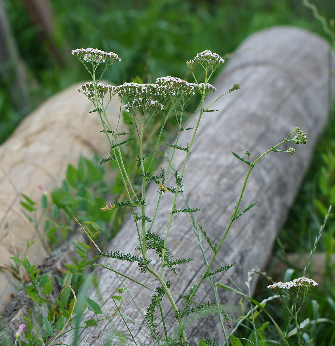 Image of Achillea millefolium specimen.