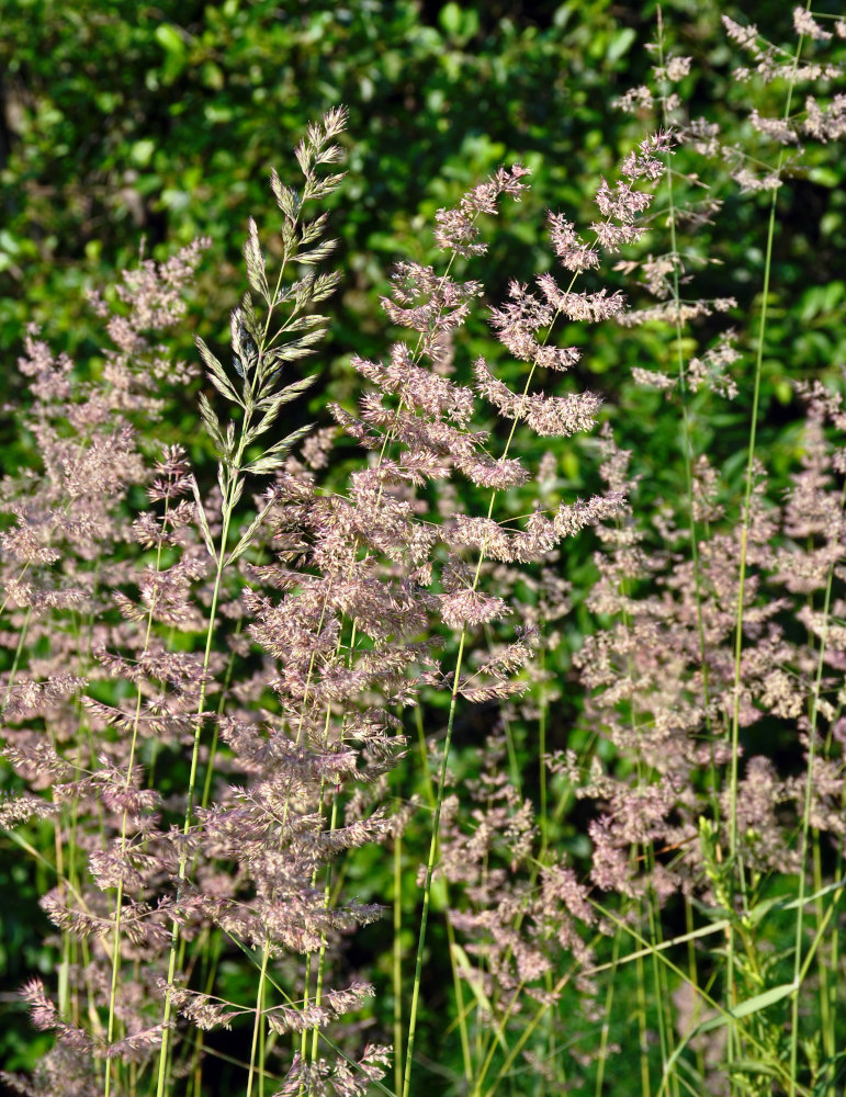 Изображение особи Calamagrostis epigeios.