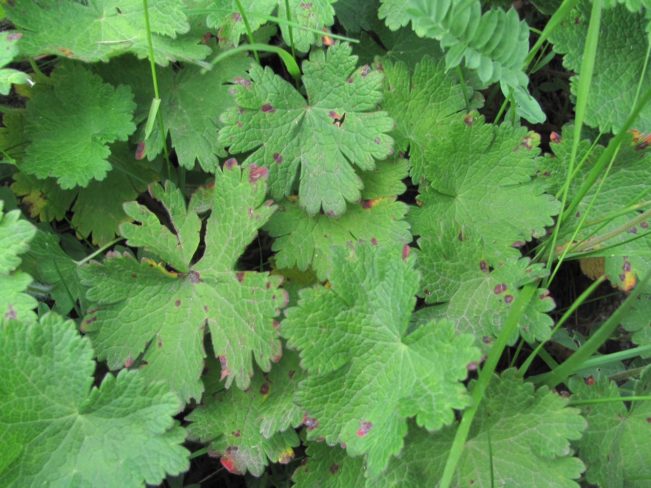 Image of Geranium platypetalum specimen.