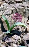 Allium karataviense subspecies henrikii