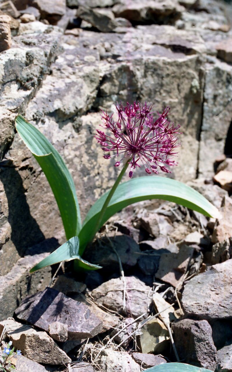 Image of Allium karataviense ssp. henrikii specimen.