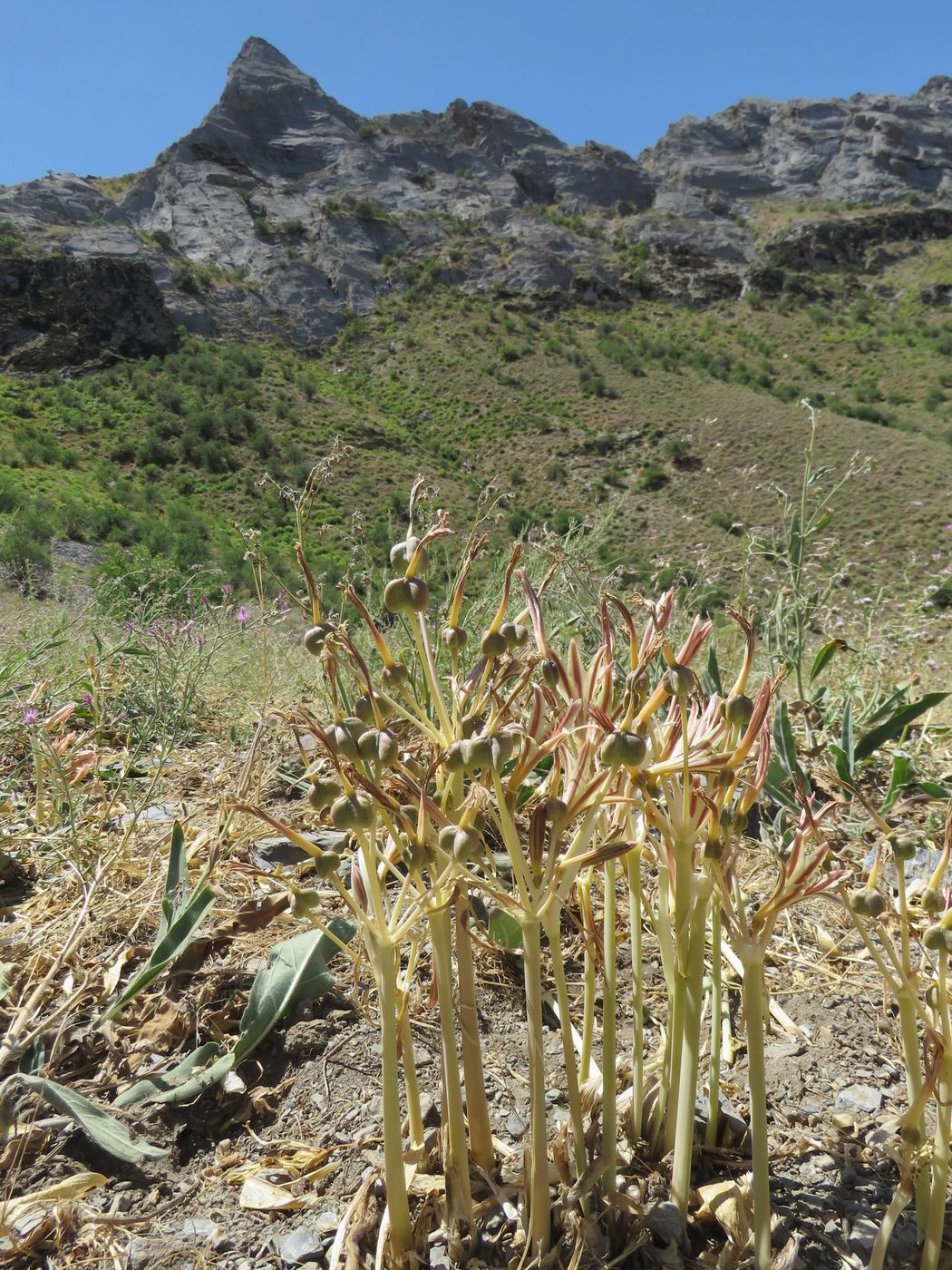 Изображение особи Ungernia oligostroma.