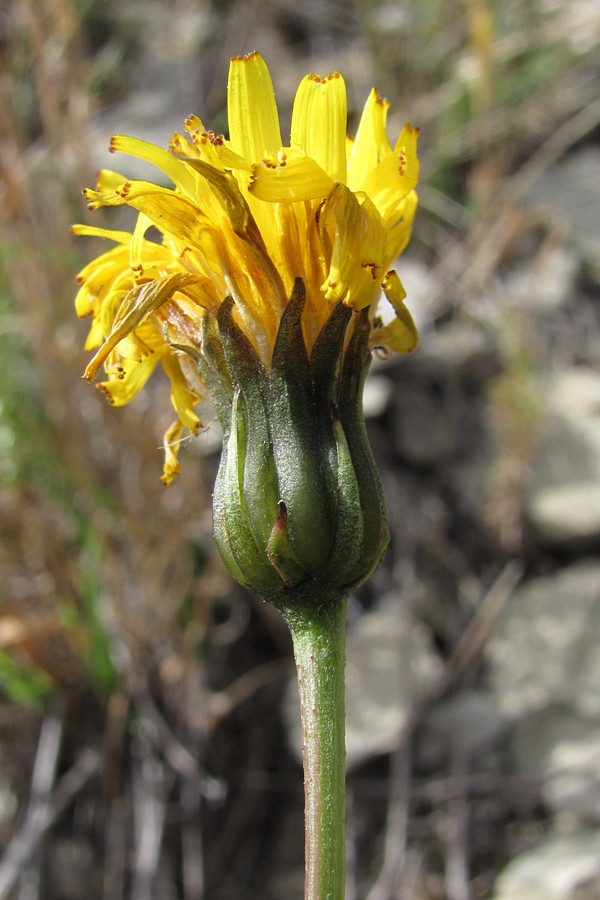 Image of Leontodon caucasicus specimen.