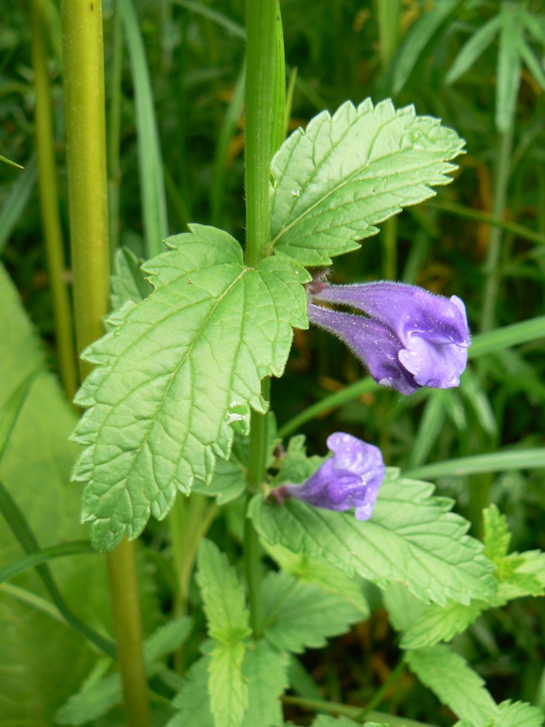 Image of Scutellaria galericulata specimen.