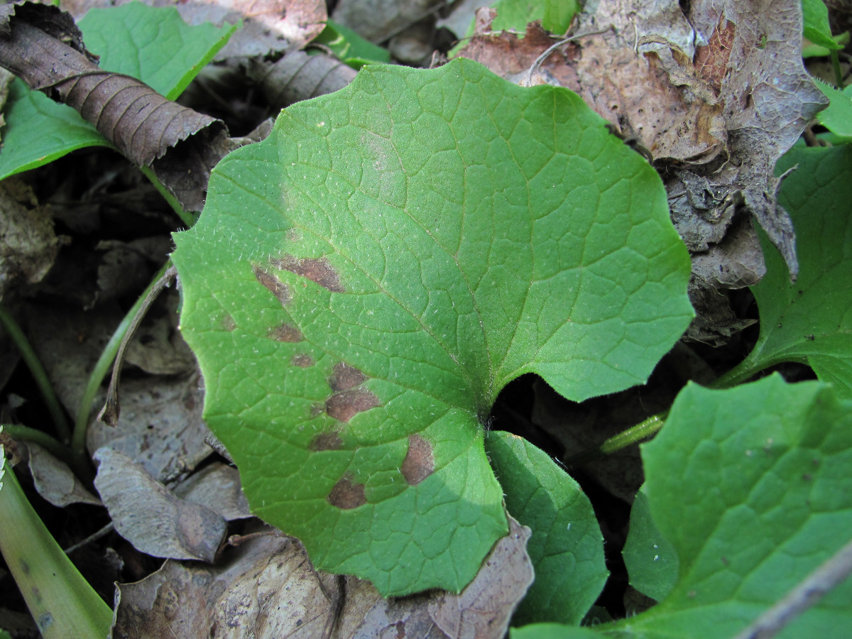 Image of Doronicum orientale specimen.