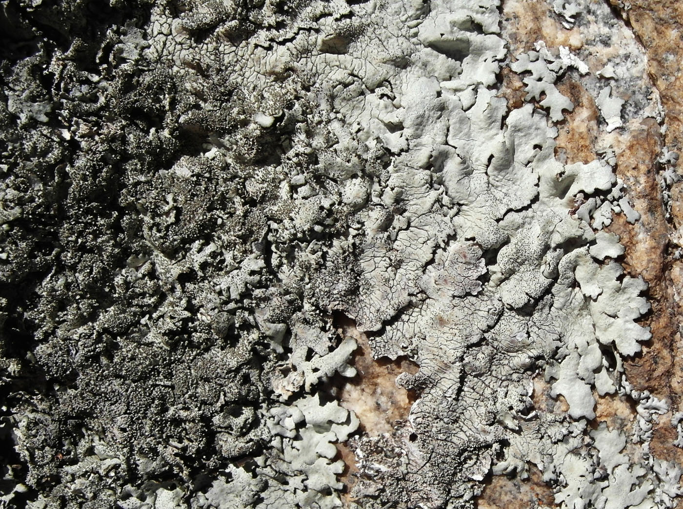 Image of genus Xanthoparmelia specimen.