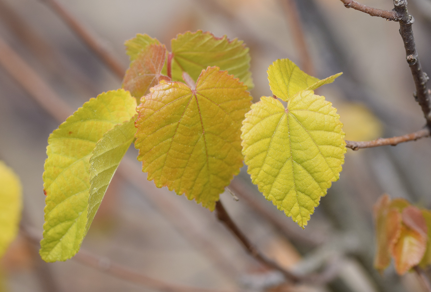 Изображение особи Dombeya tiliacea.