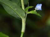 Commelina tuberosa